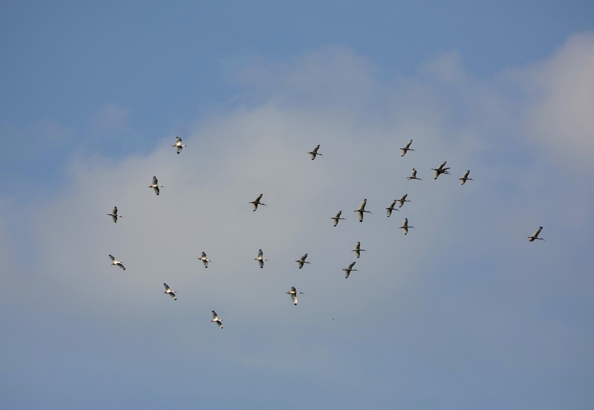 White Ibis - ML616082939