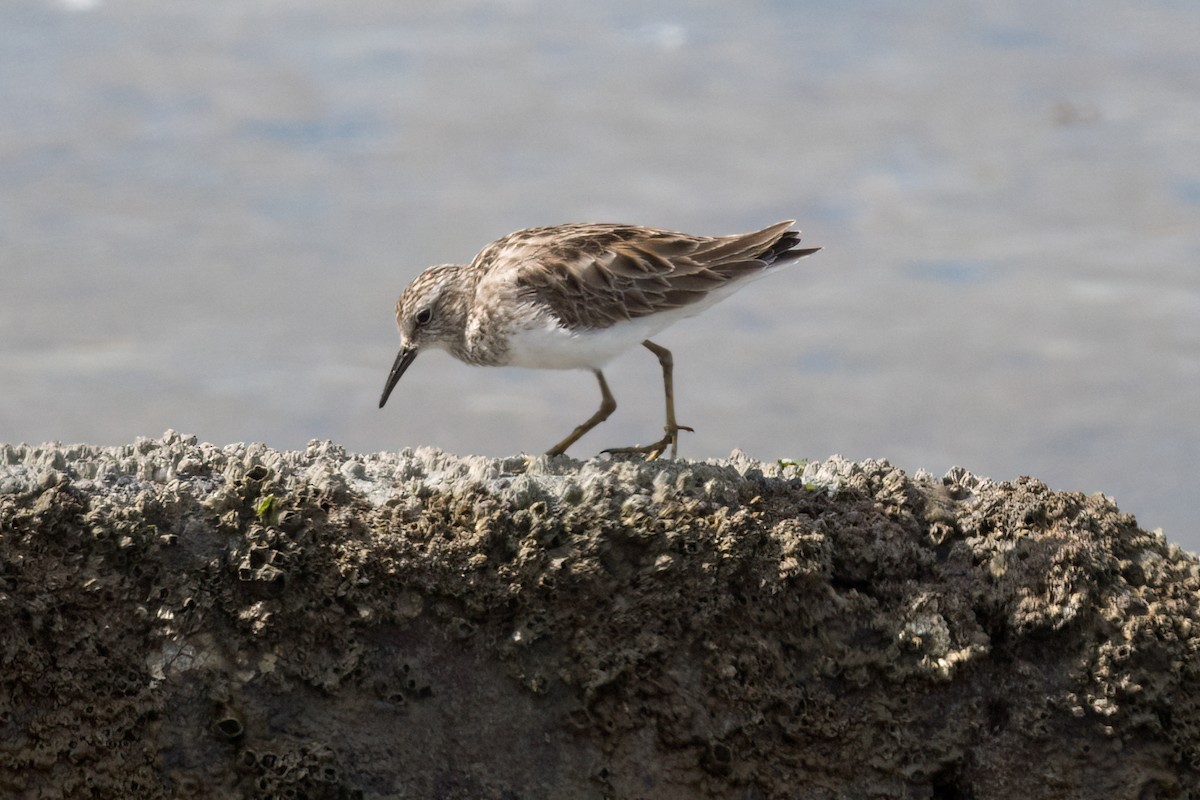 Least Sandpiper - ML616082998