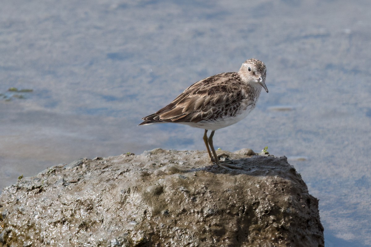 Least Sandpiper - ML616083009