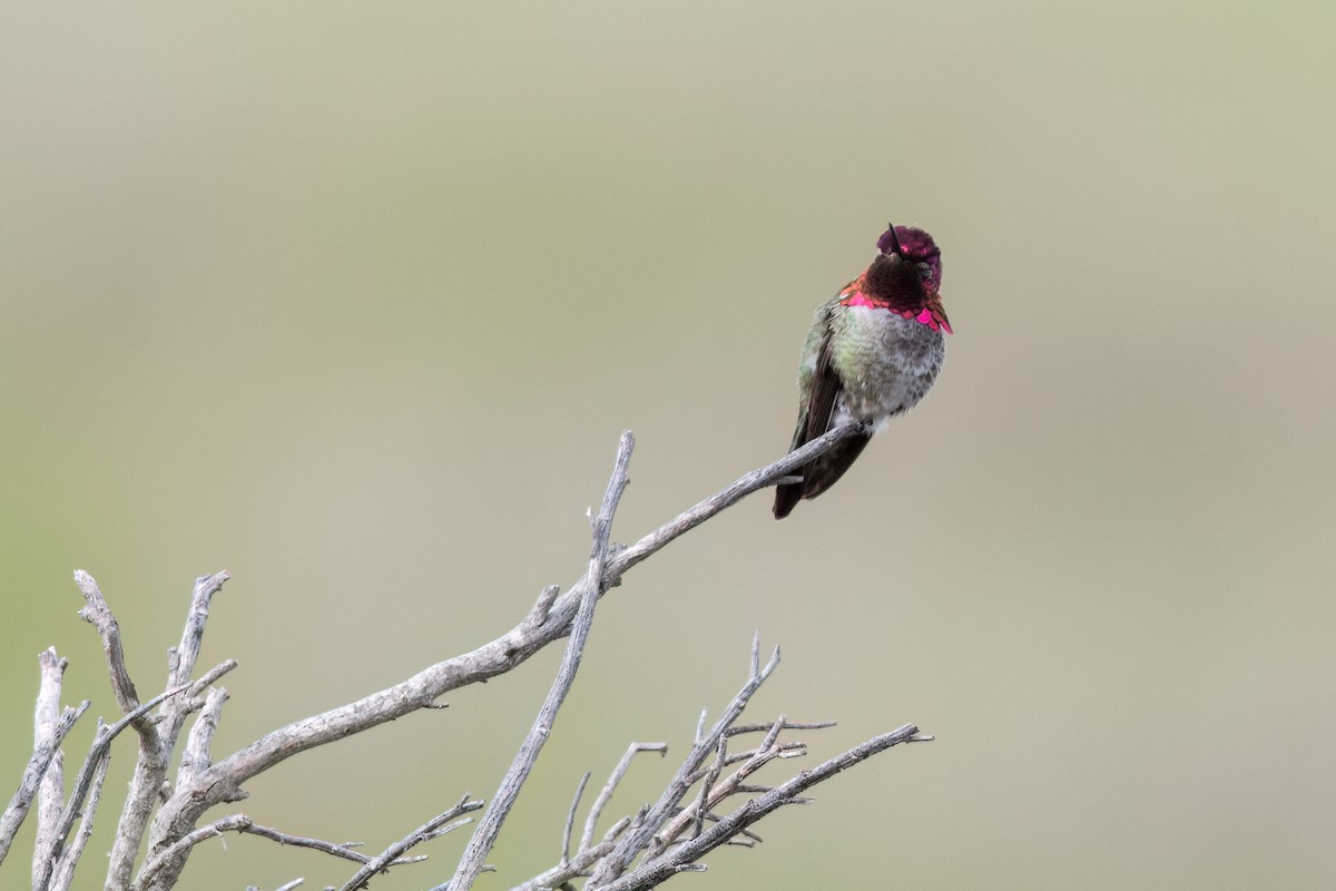 rødmaskekolibri - ML616083052