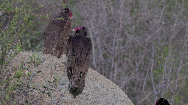 Turkey Vulture - ML616083083