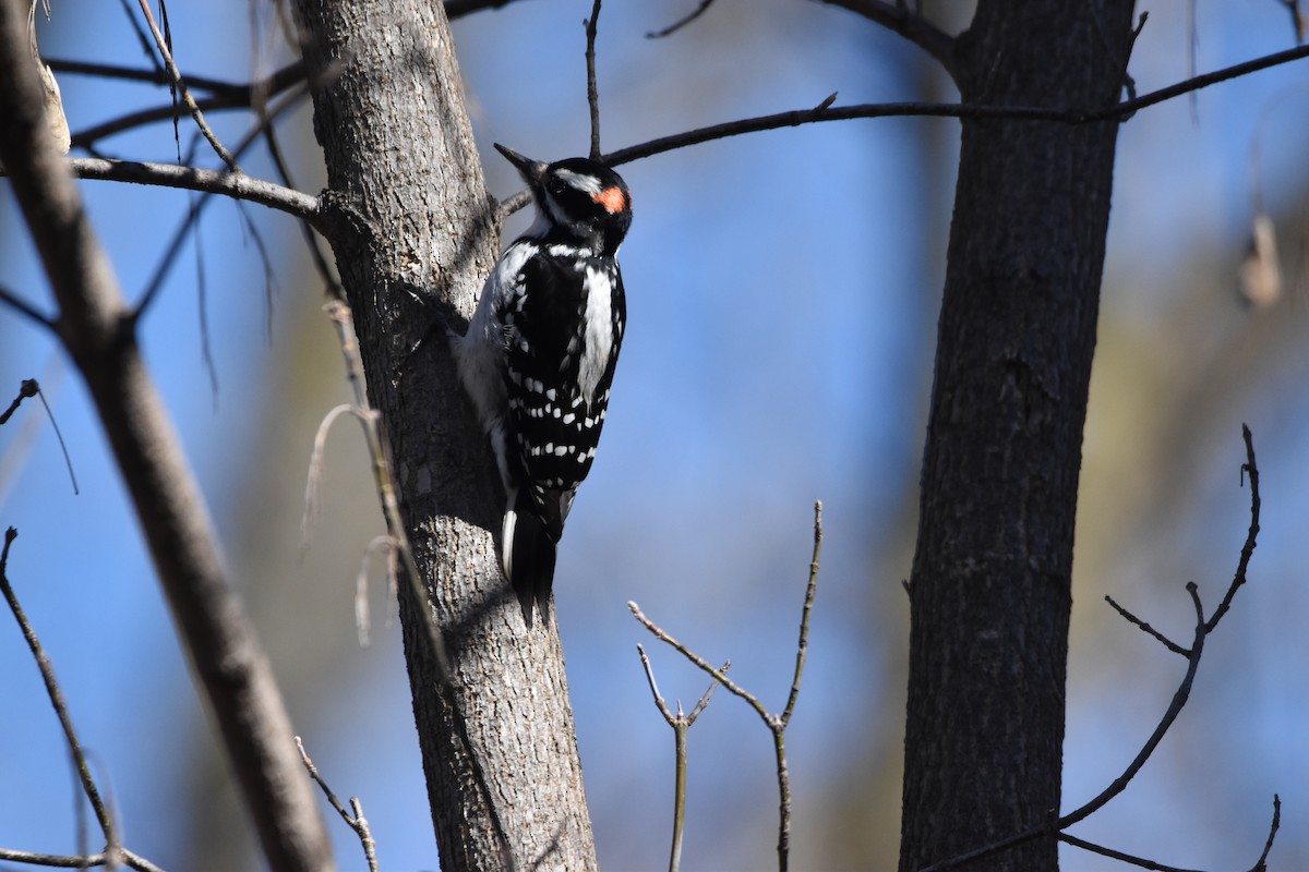 Hairy Woodpecker - Kay Collins