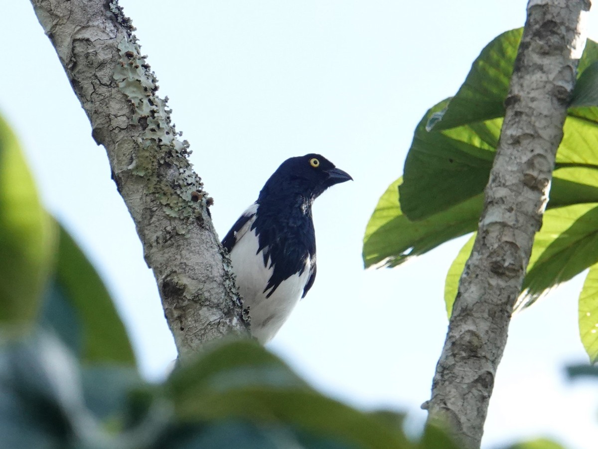 Magpie Tanager - ML616083268