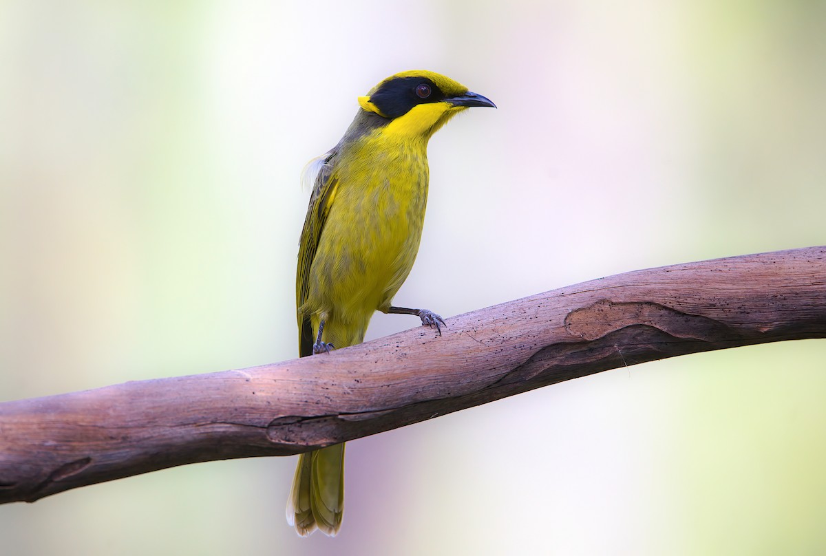 Yellow-tufted Honeyeater - ML616083279