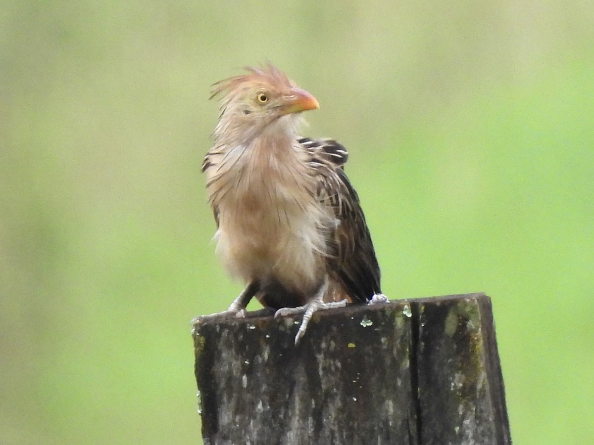 Guira Cuckoo - ML616083295