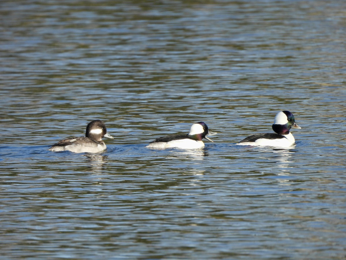 Bufflehead - Jacob Tsikoyak