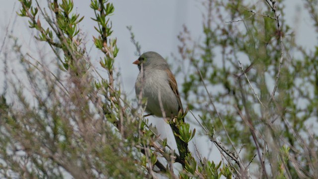 Bruant à menton noir - ML616083432