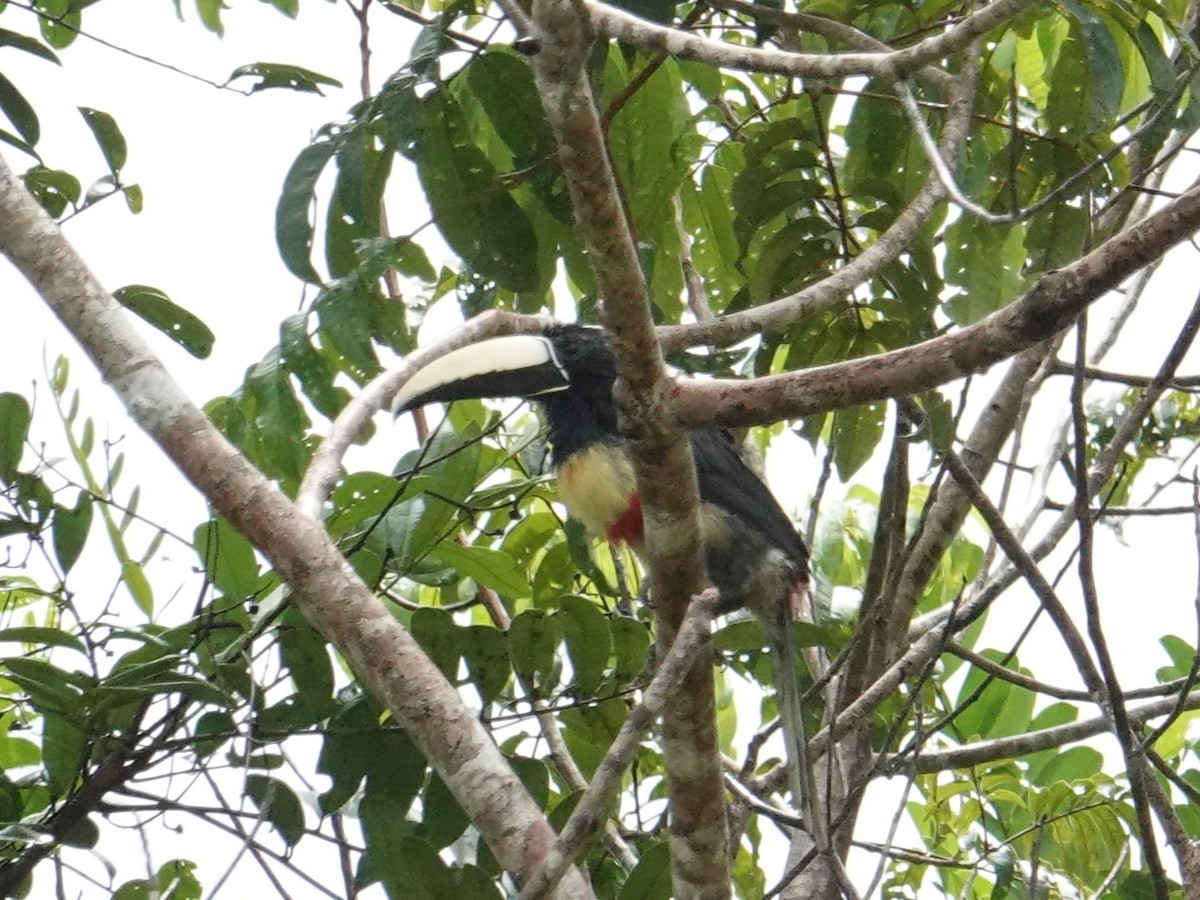 Black-necked Aracari - Steve Kornfeld