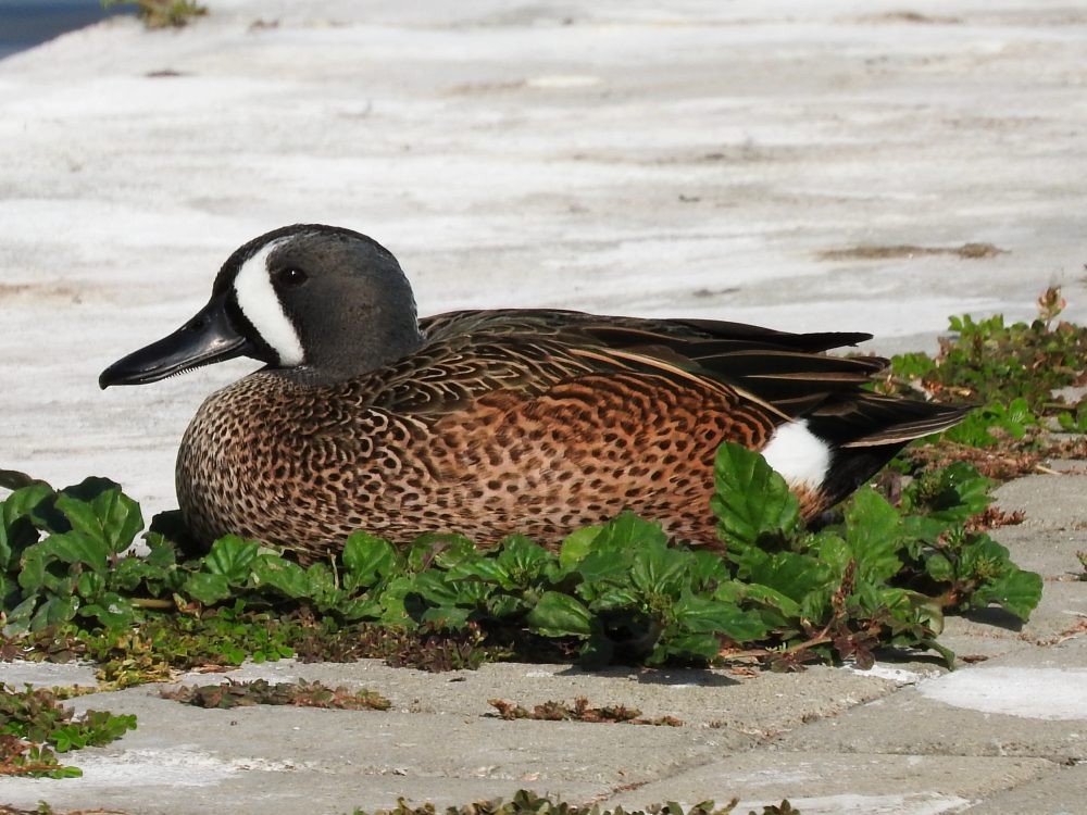Blue-winged Teal - ML616083461