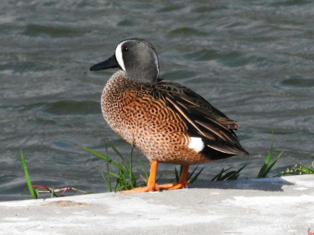 Blue-winged Teal - ML616083463