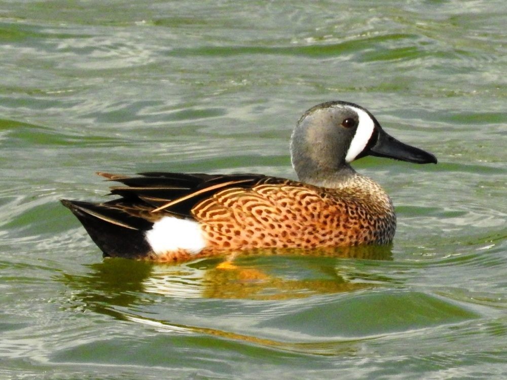 Blue-winged Teal - ML616083464