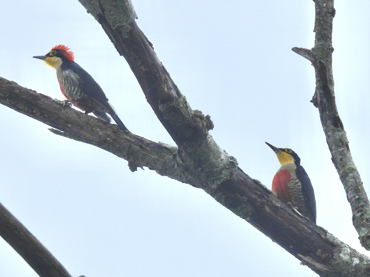 Yellow-fronted Woodpecker - ML616083471
