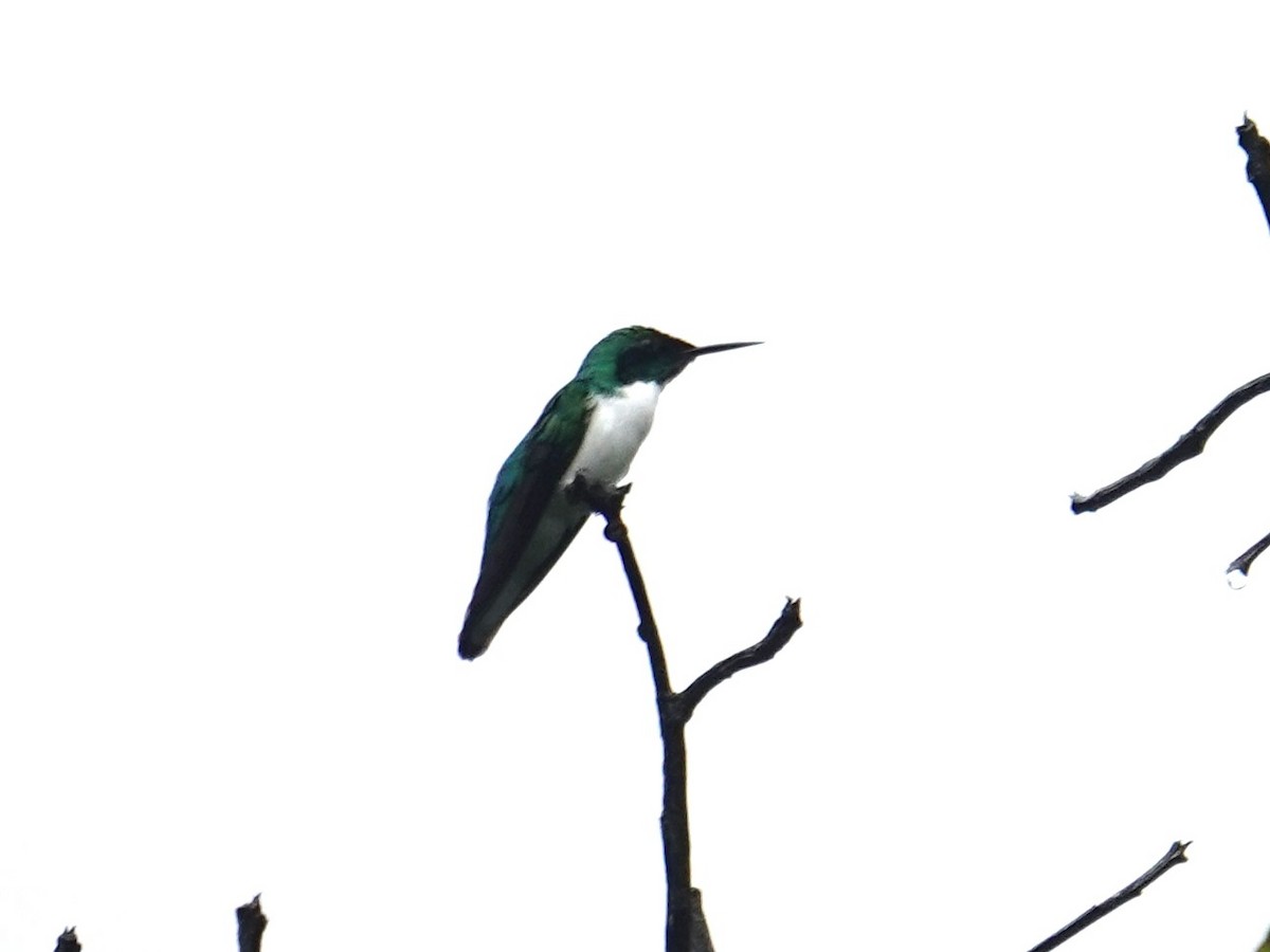 Black-eared Fairy - Steve Kornfeld