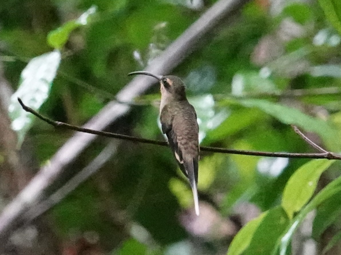 kolibřík dlouhozobý (ssp. margarettae) - ML616083500