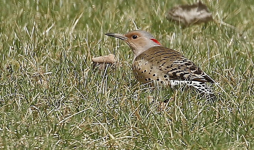 Northern Flicker (Yellow-shafted) - ML616083509
