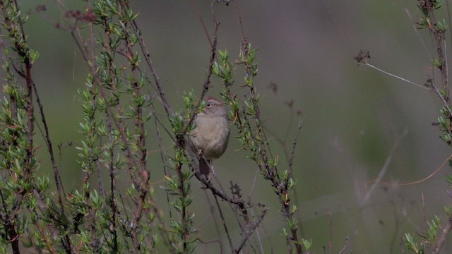 Rufous-crowned Sparrow - ML616083549