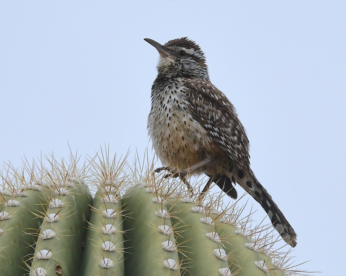 Cactus Wren - Ted Wolff