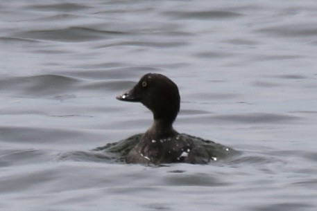 Common Goldeneye - ML616083586