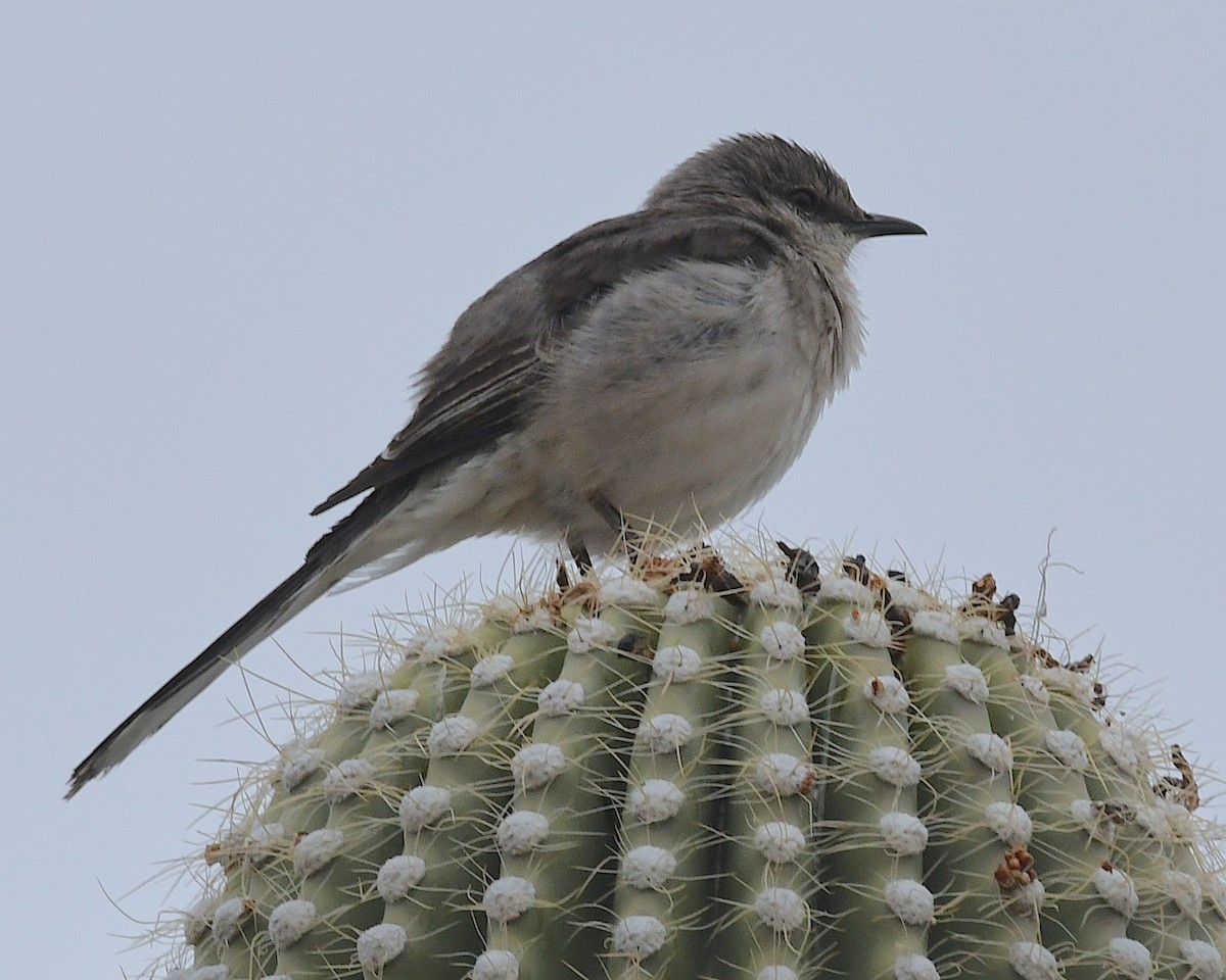 Northern Mockingbird - Ted Wolff