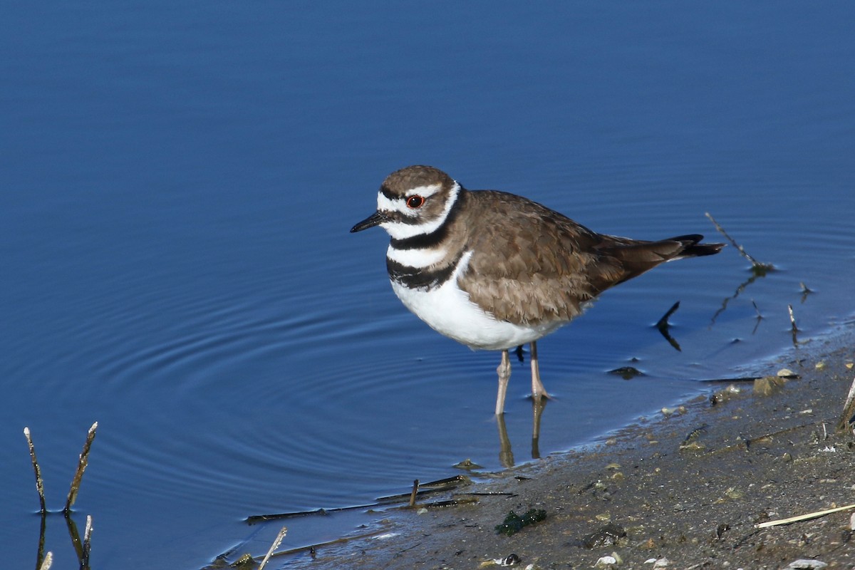 Killdeer - ML616083723