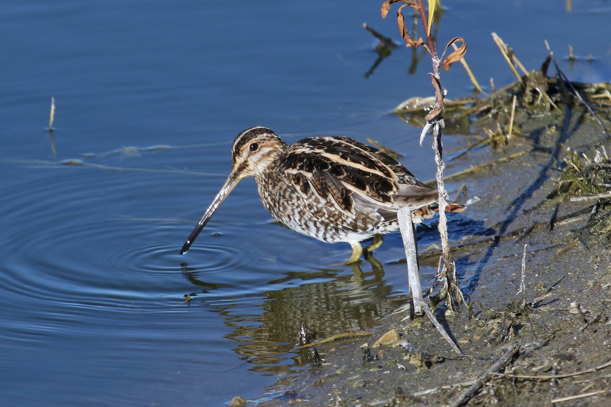 Wilson's Snipe - ML616083726