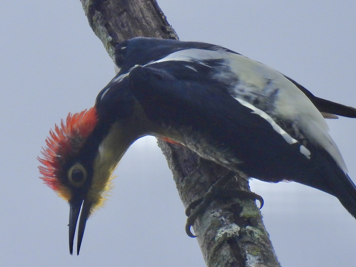 Yellow-fronted Woodpecker - ML616083729