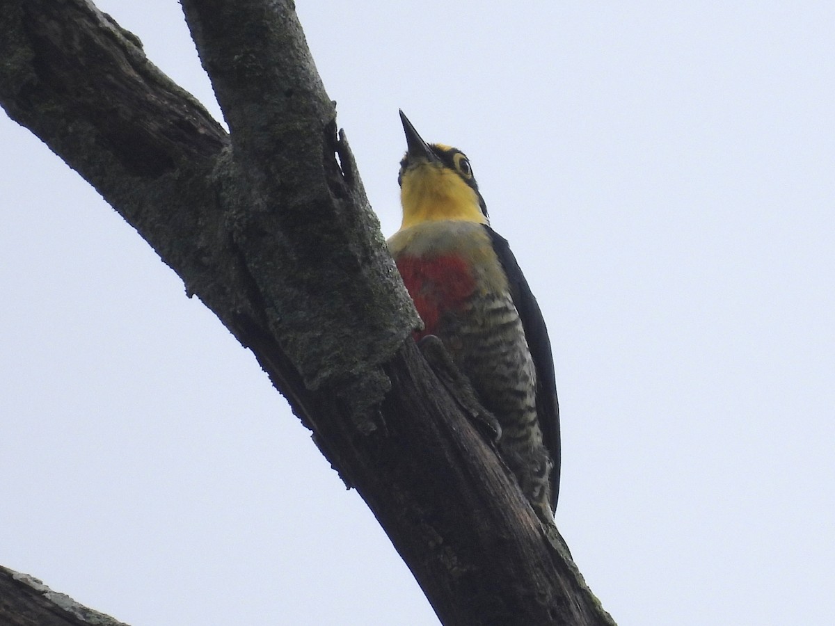 Yellow-fronted Woodpecker - ML616083730