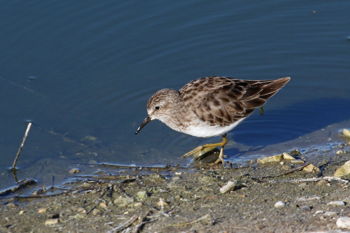 Least Sandpiper - Jamie Chavez