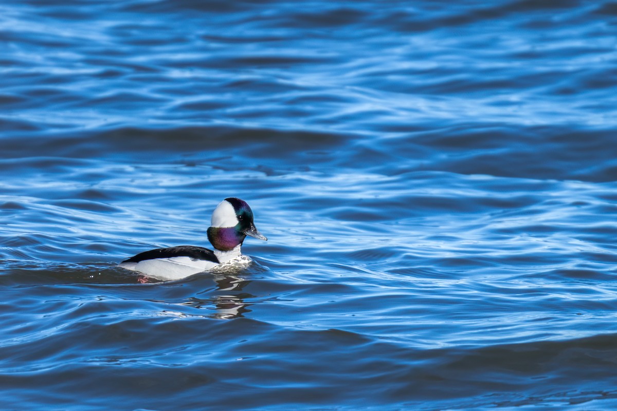 Bufflehead - ML616083739