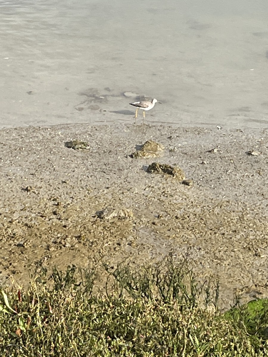 Greater Yellowlegs - ML616083786