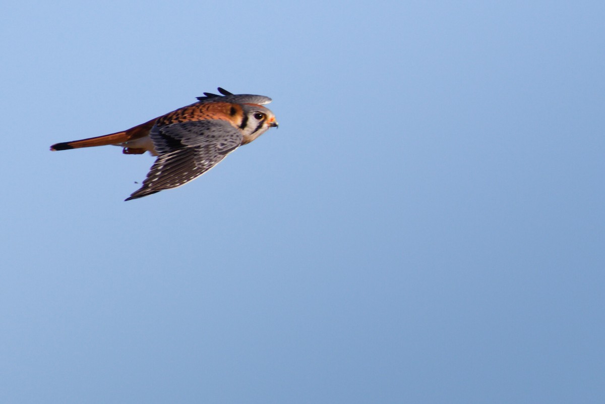 American Kestrel - ML616083815