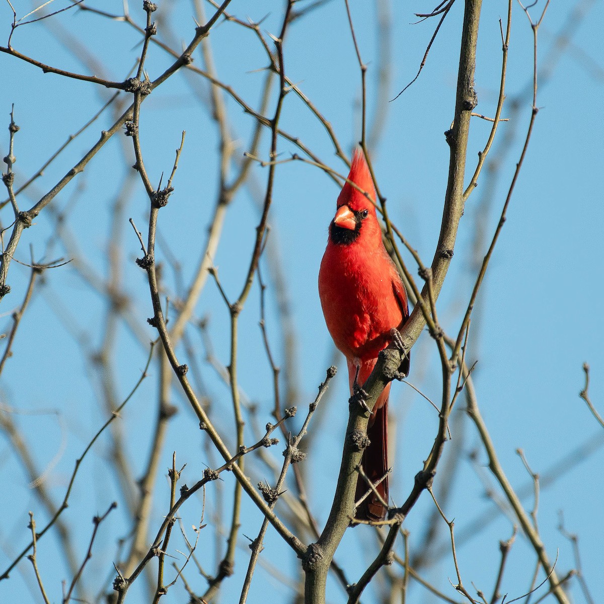 Northern Cardinal - ML616083820