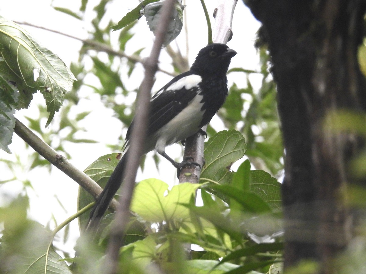 Magpie Tanager - ML616083911