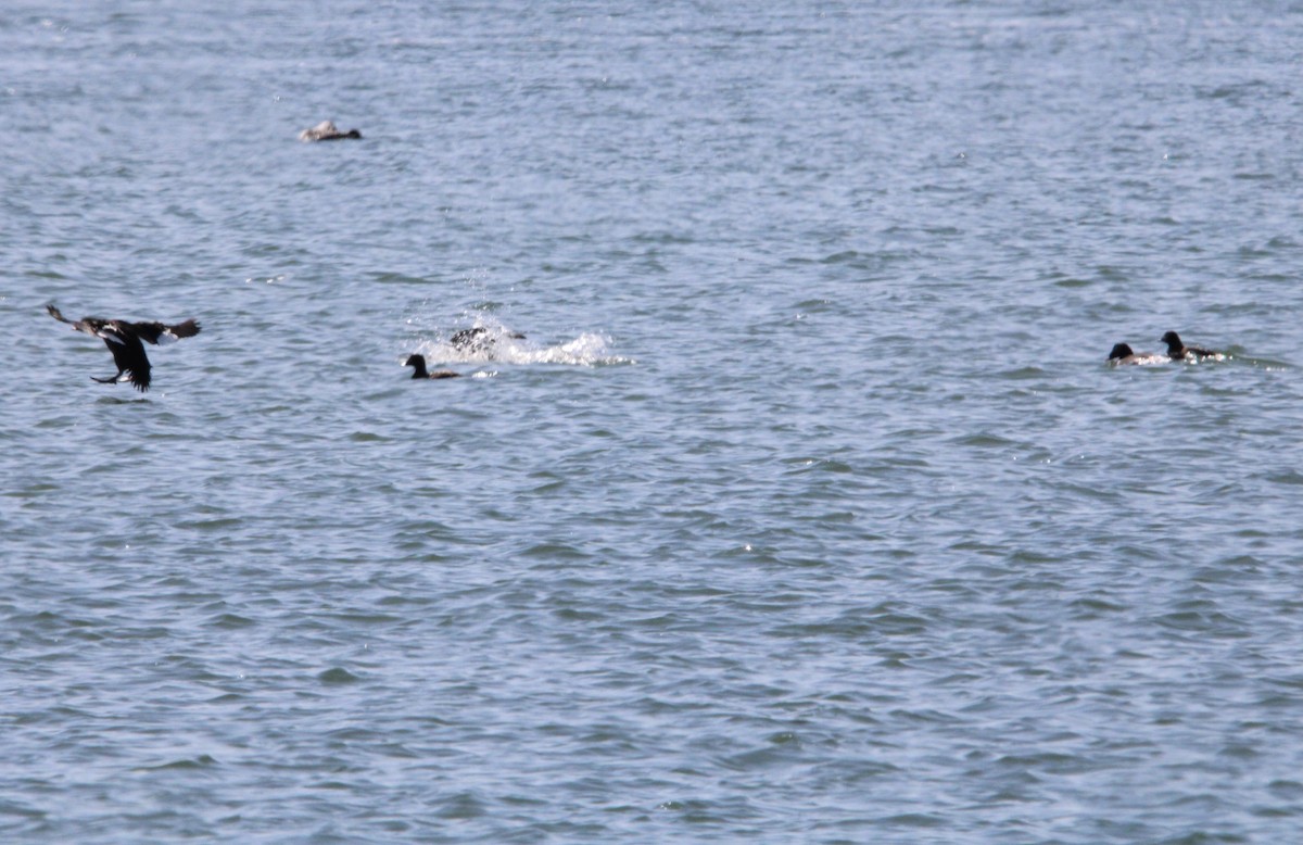 White-winged Scoter - ML616083971