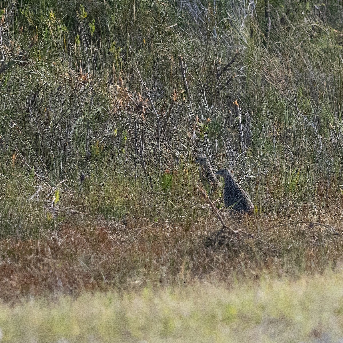 Brown Quail - ML616084027