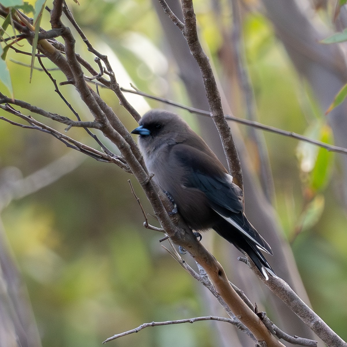 Dusky Woodswallow - Ralph Stadus