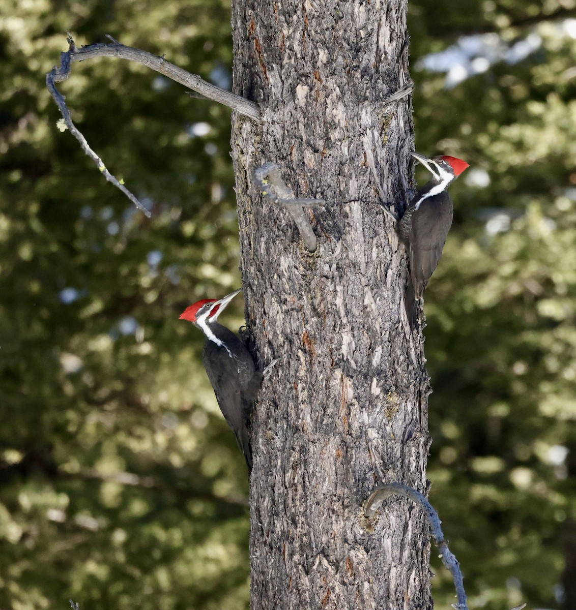 Pileated Woodpecker - ML616084135