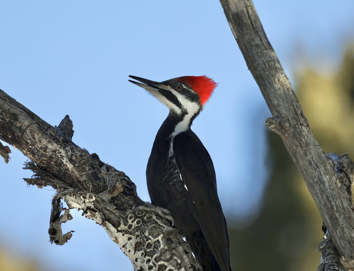 Pileated Woodpecker - ML616084136