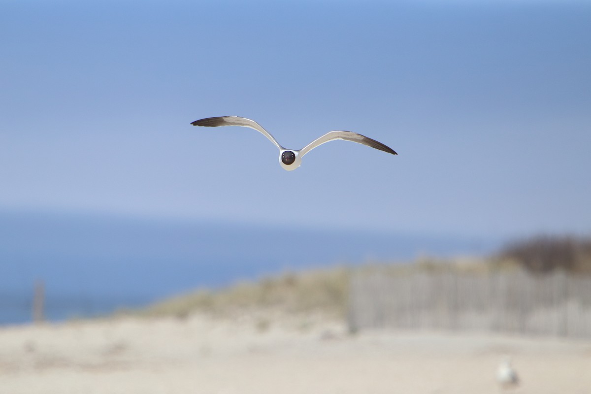 Laughing Gull - Yiming Qiu