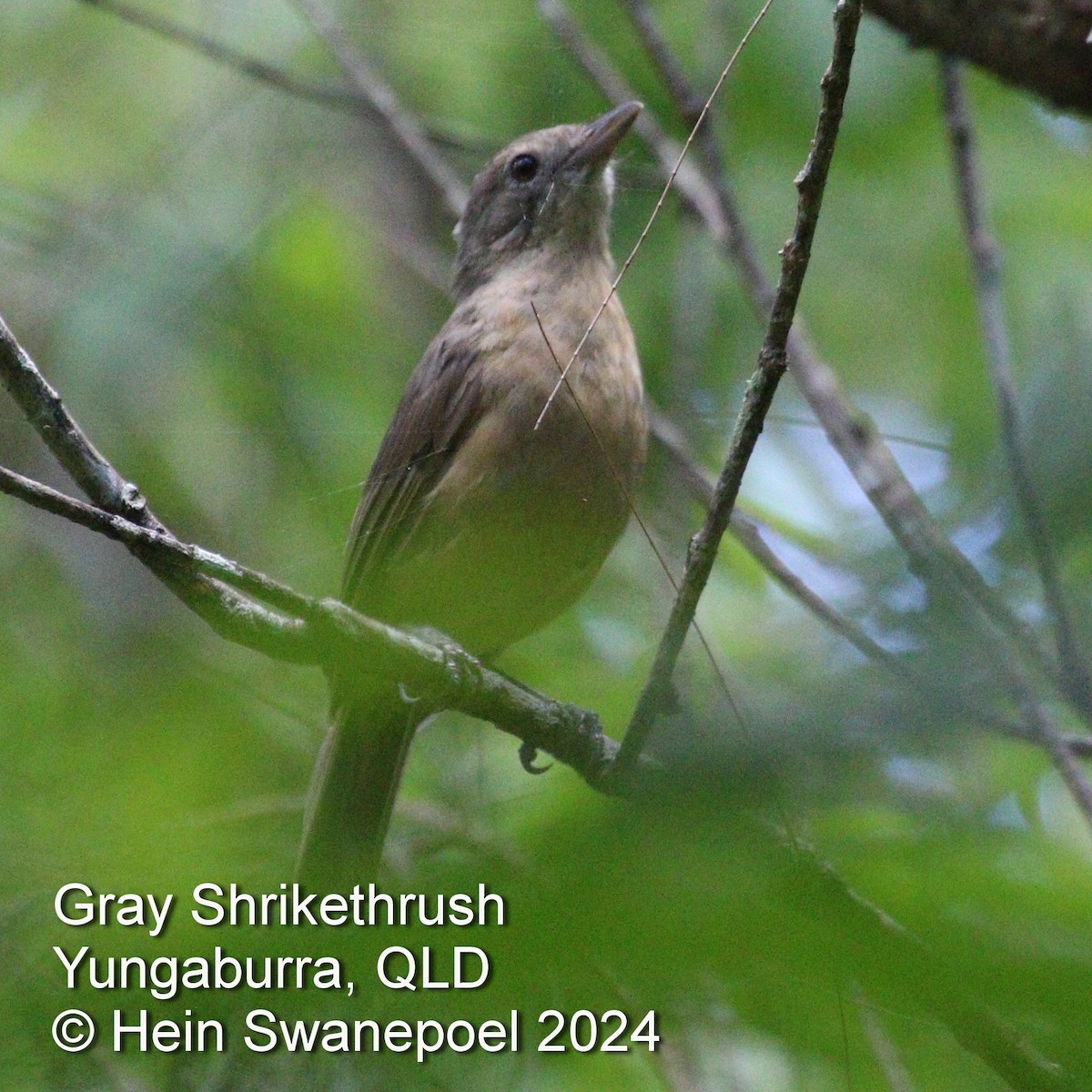 Gray Shrikethrush - ML616084165