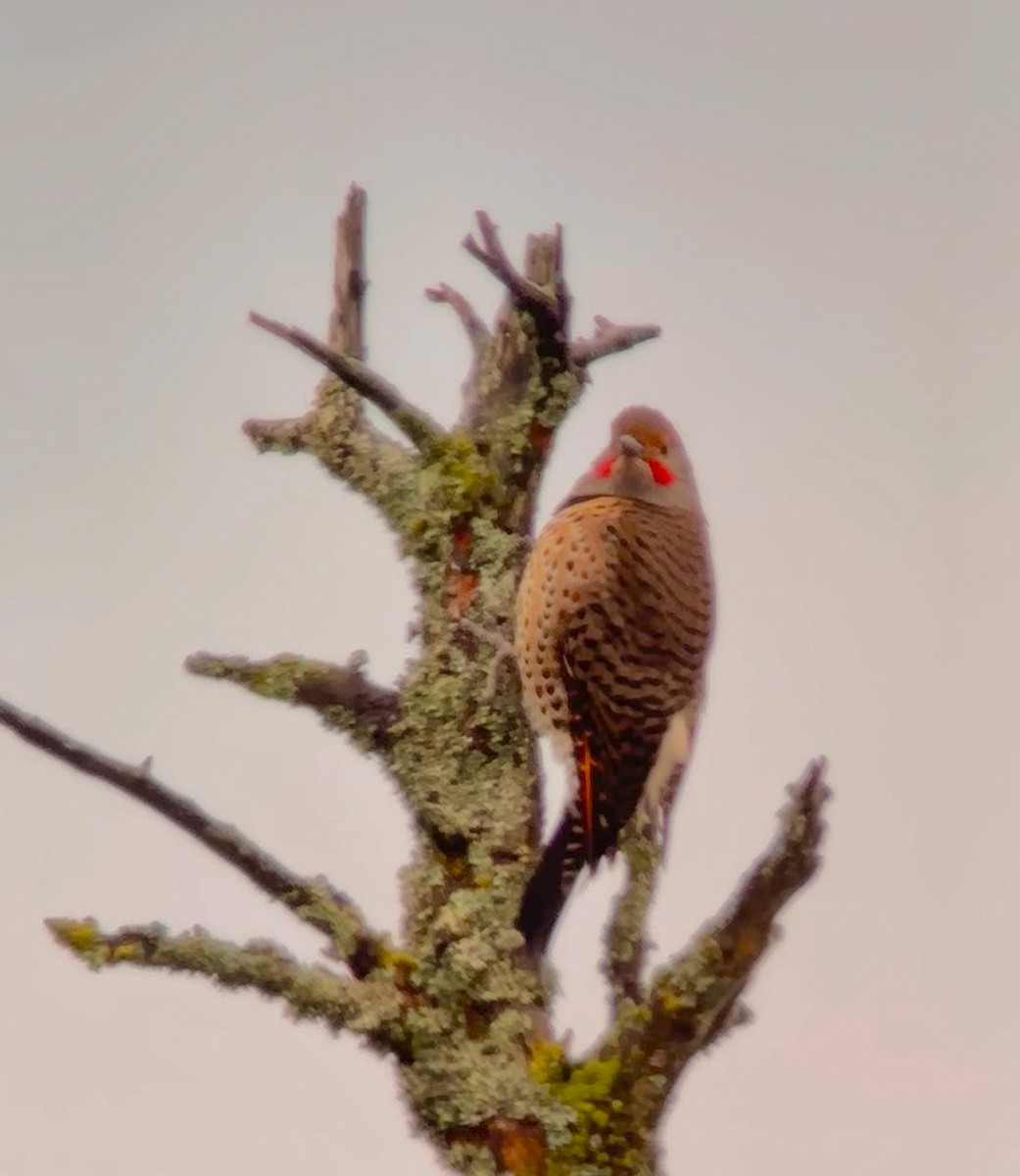 Northern Flicker (Red-shafted) - ML616084166