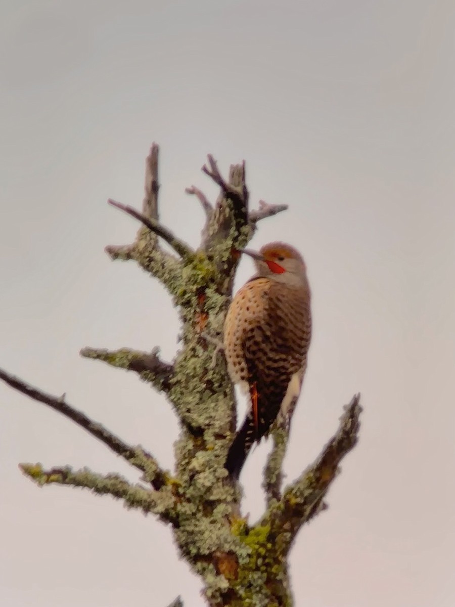 Northern Flicker (Red-shafted) - ML616084167