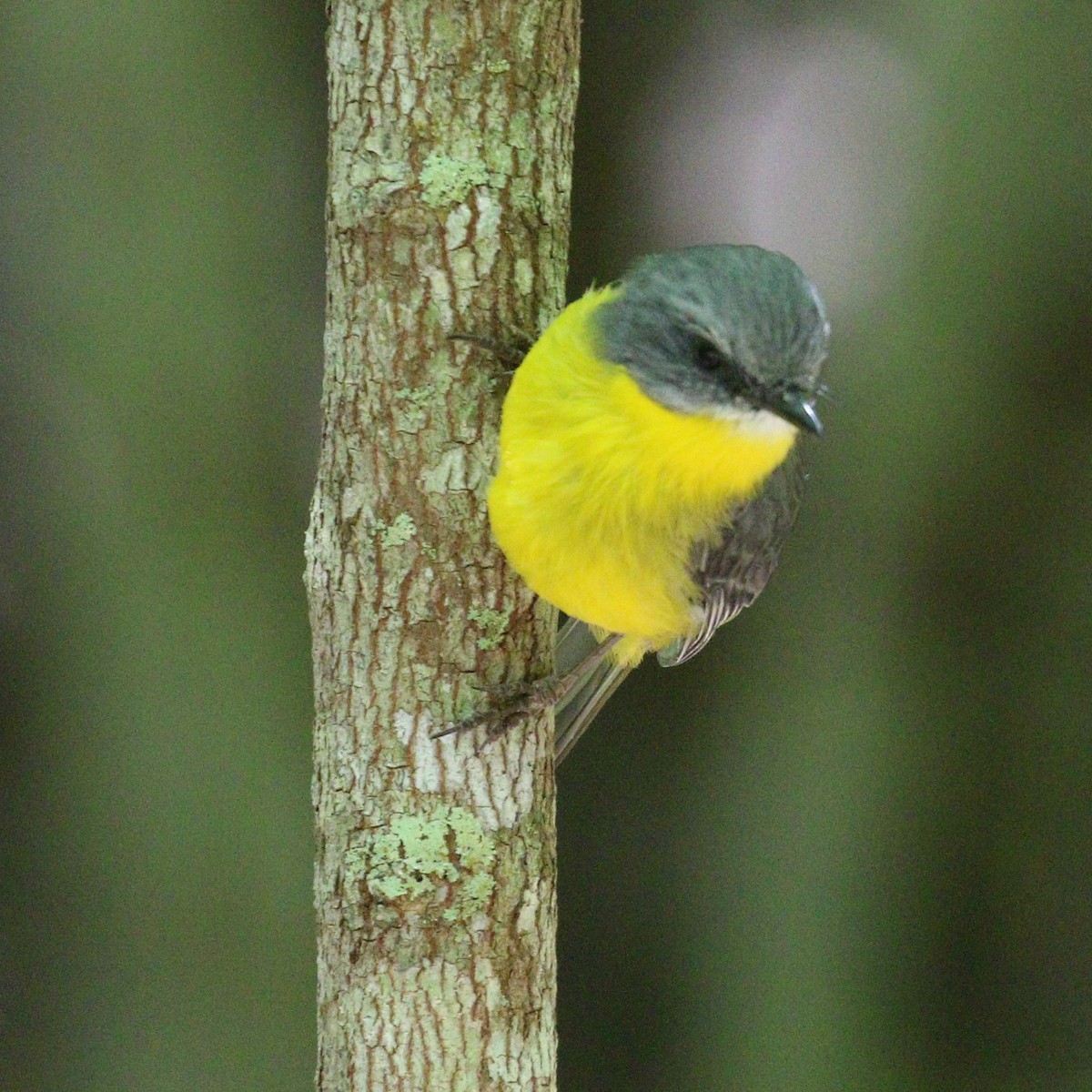 Eastern Yellow Robin - ML616084168