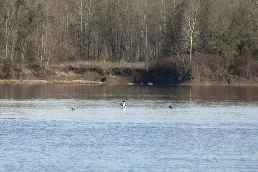 Common Merganser - ML616084175