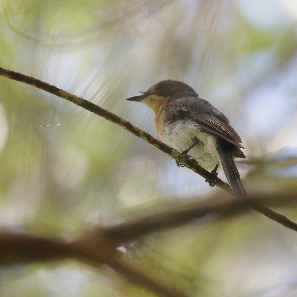 Leaden Flycatcher - ML616084212