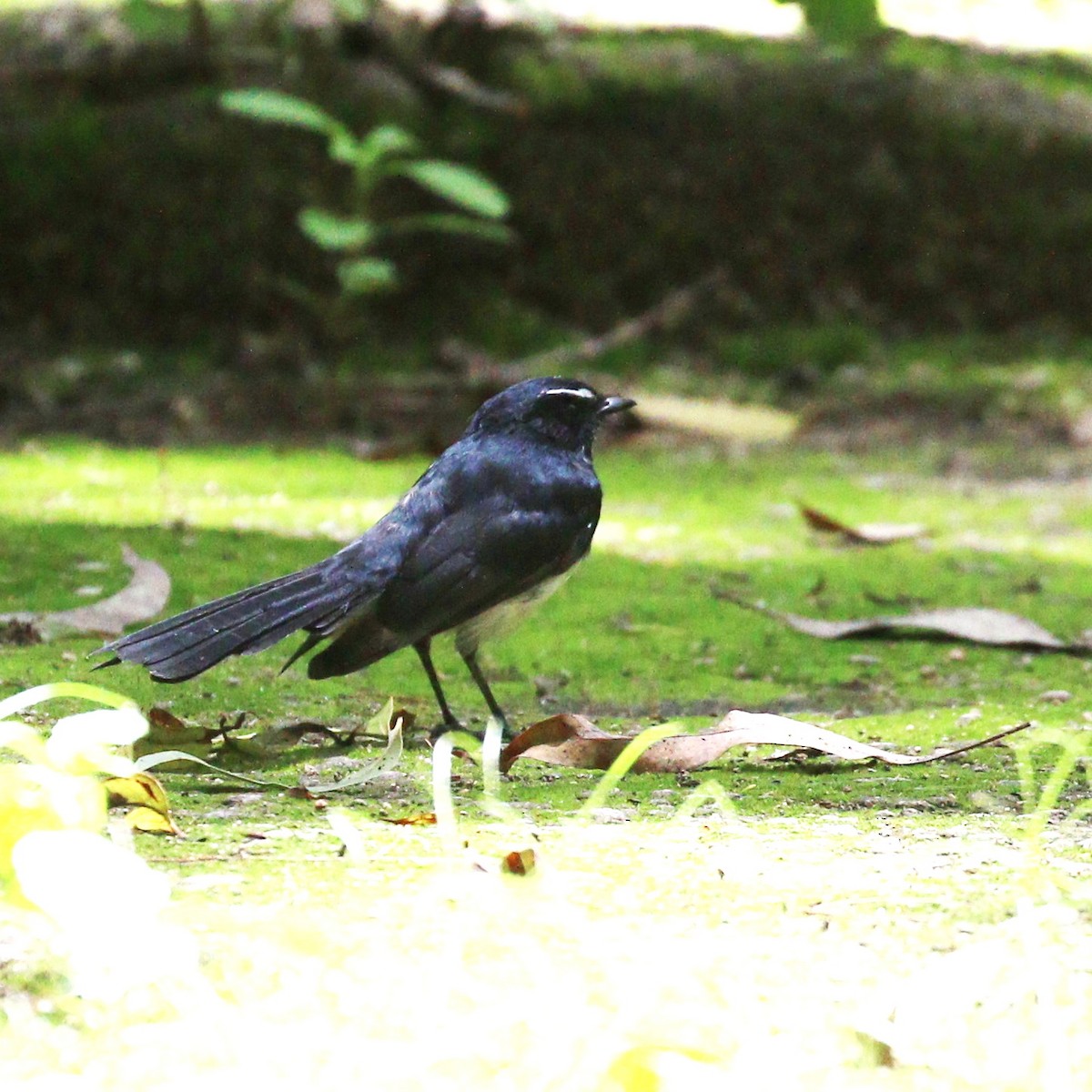 Willie-wagtail - ML616084219