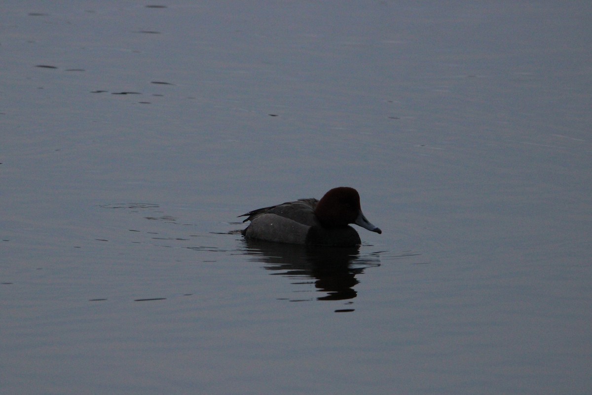 Greater Scaup - ML616084259