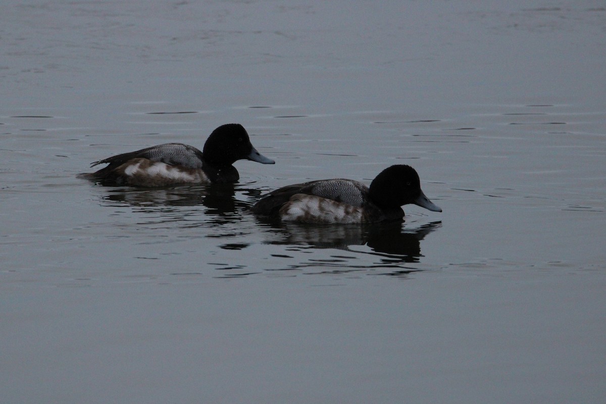 Greater Scaup - ML616084260