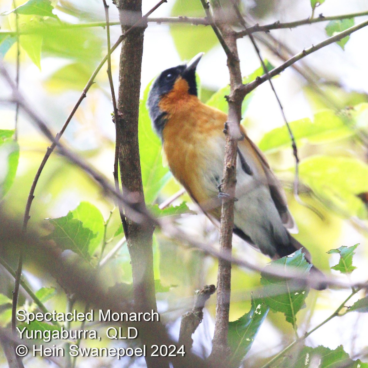Australian Spectacled Monarch - ML616084284