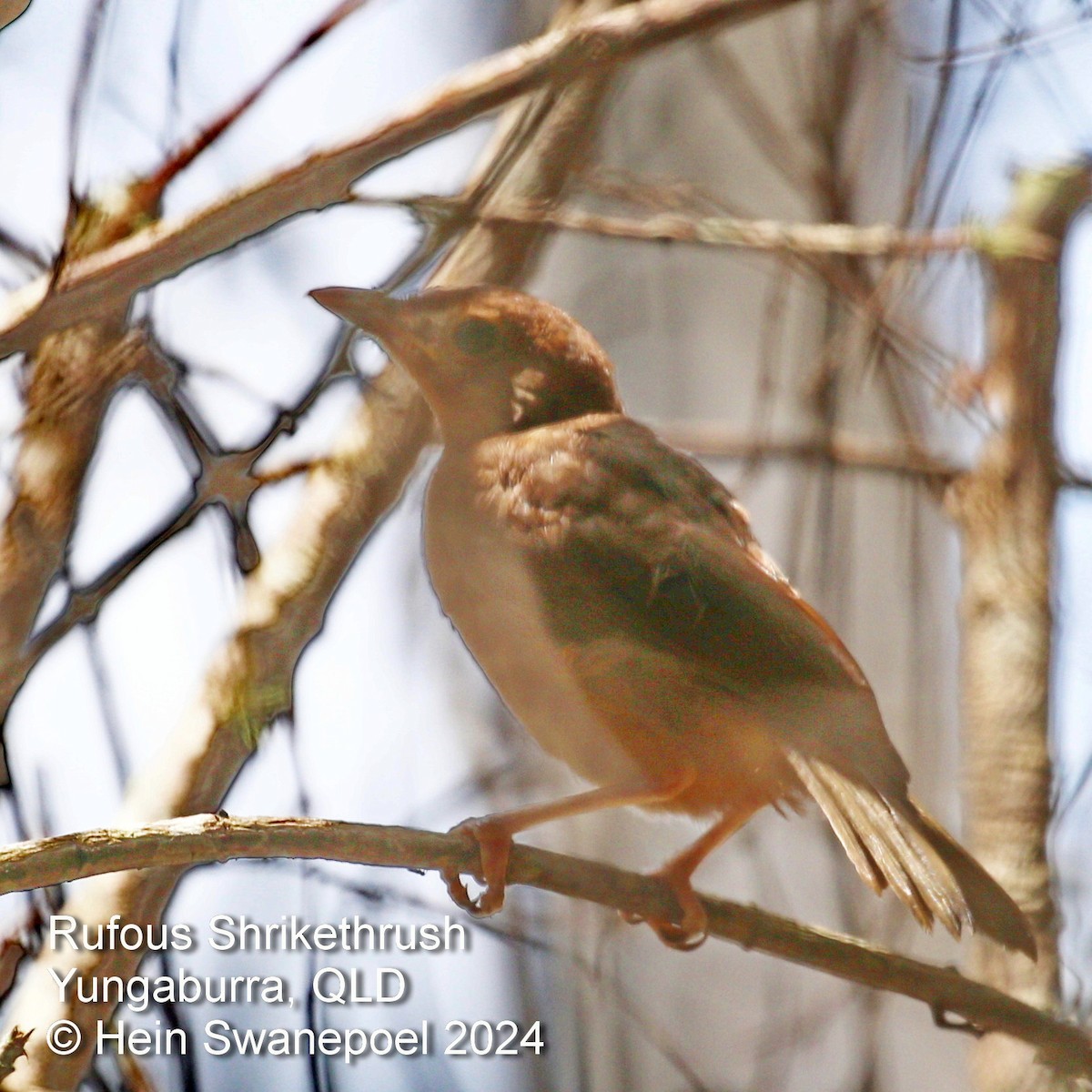 Little Shrikethrush (Rufous) - ML616084292